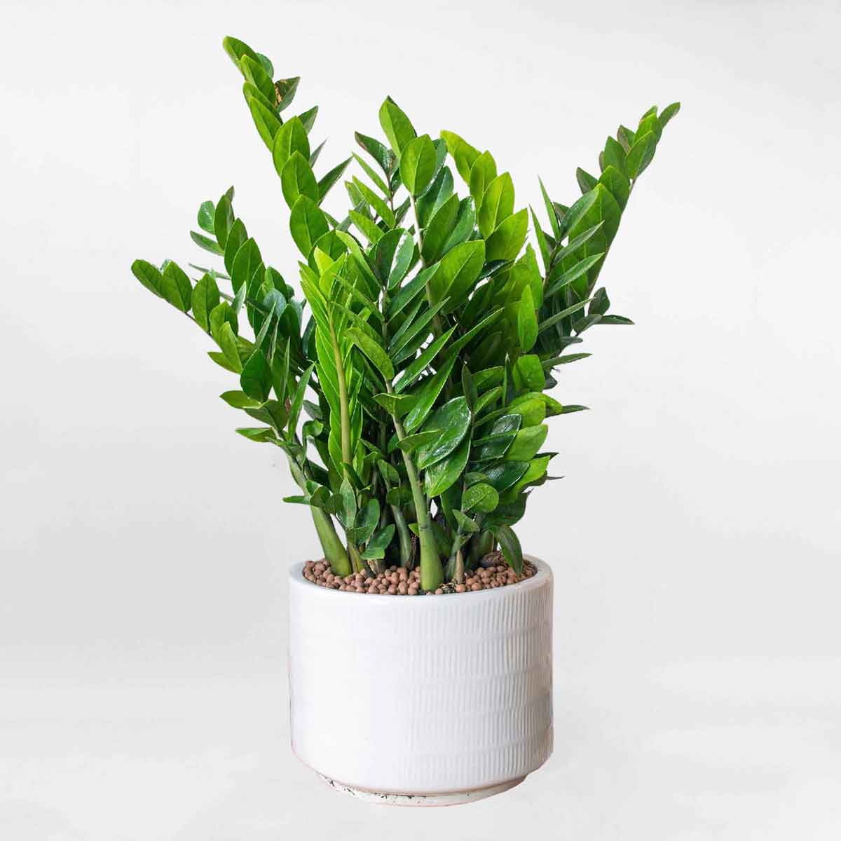 Ý nghĩa phong thủy của cây kim tiền, cách trồng, chăm sóc | TIKI